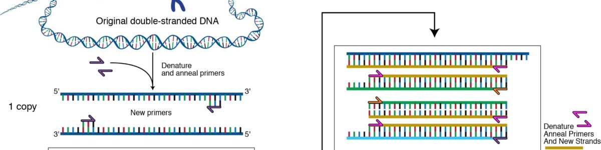 PCR methodology PCR methodology